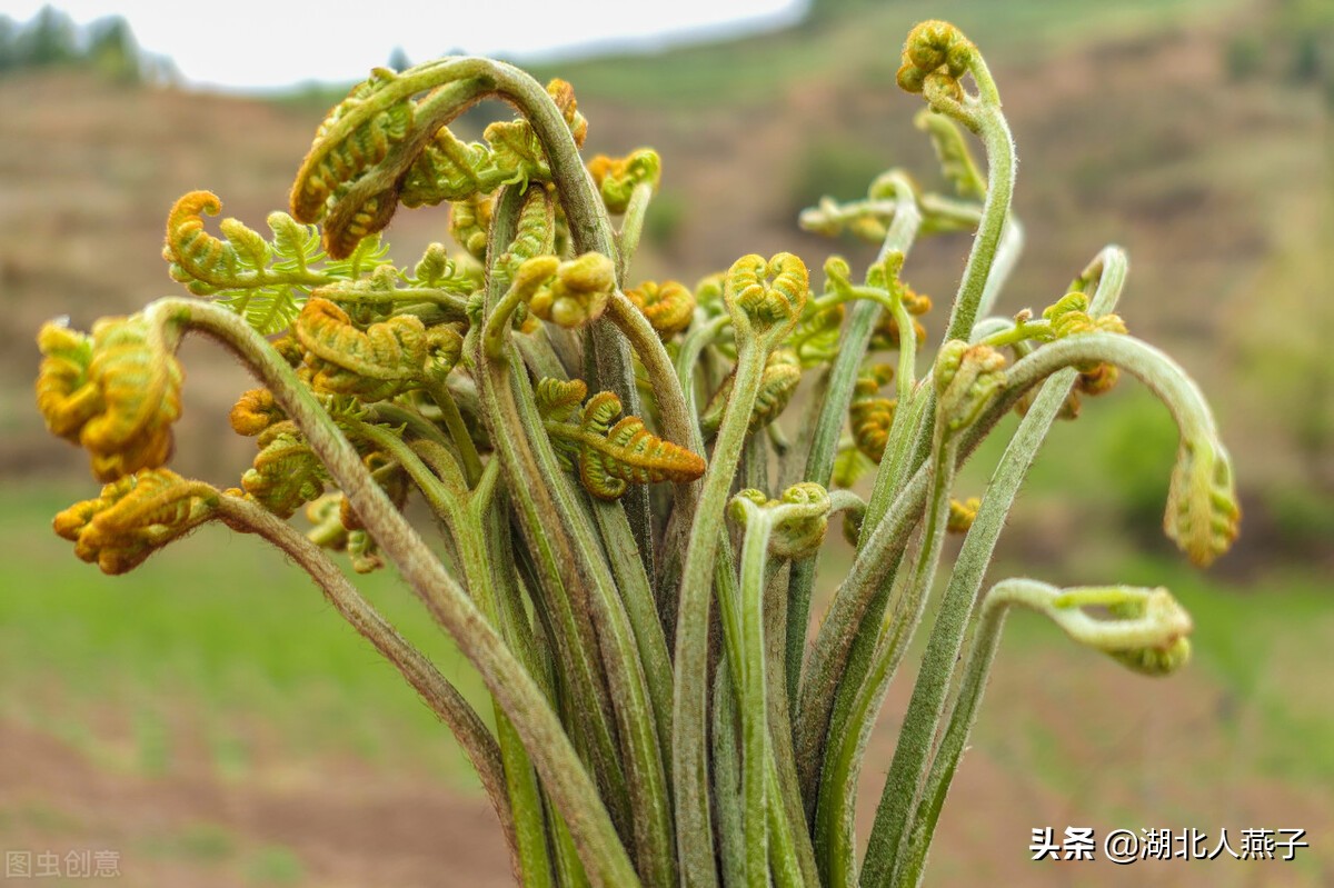 常见野菜的种类和图片大全 (各种野菜大全带图片)