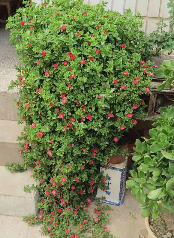 花卉吊兰100种,吊兰绿植盆栽第一名