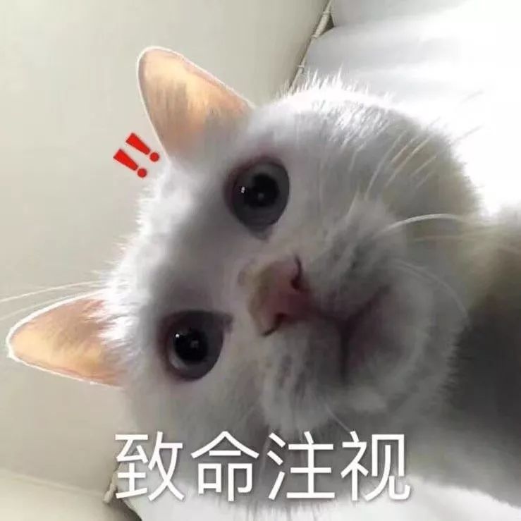 我们家猫真的很弱智怎么办,猫为什么又蠢又自以为是
