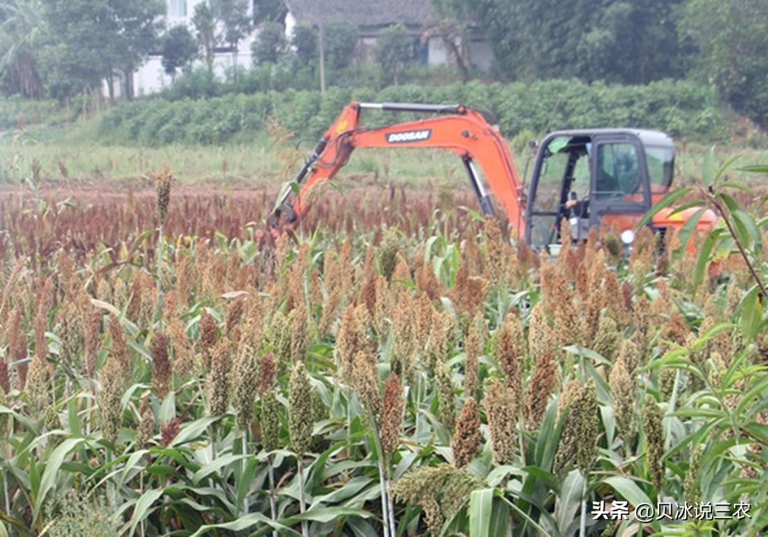 高粱的种植技术与方法,高粱种植条件有什么要求