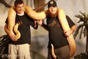 紧急救援一条蛇,机器救援蛇