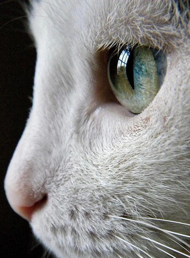 猫咪眼中的漂亮猫咪是什么样的,猫咪猫眼照片