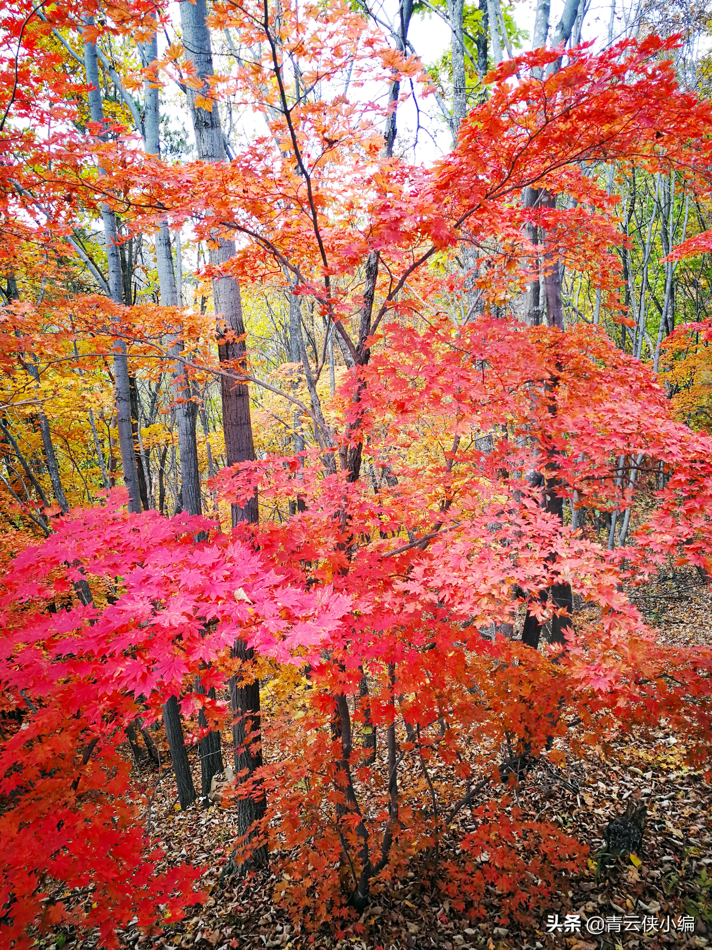 中国十大红叶最美的地方,四大赏红叶胜地