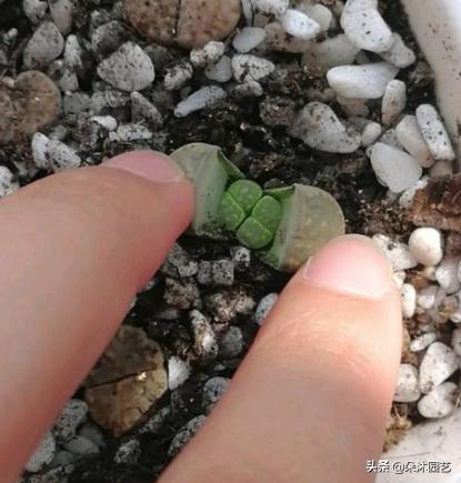 生石花初学者,生石花植物科普解说