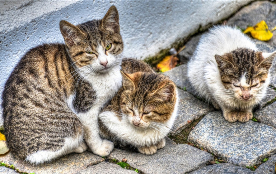 自己在家给猫咪打疫苗注意事项,自己给猫咪打疫苗会被记仇吗