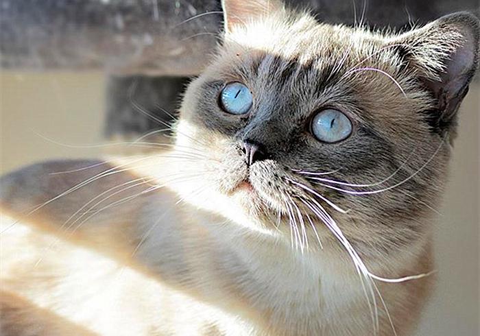 猫咪为什么变得异常警惕,猫哮喘和猫咳嗽怎么区分