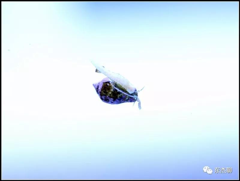 珊瑚鱼缸扁虫怎么处理,珊瑚扁虫怎么繁殖