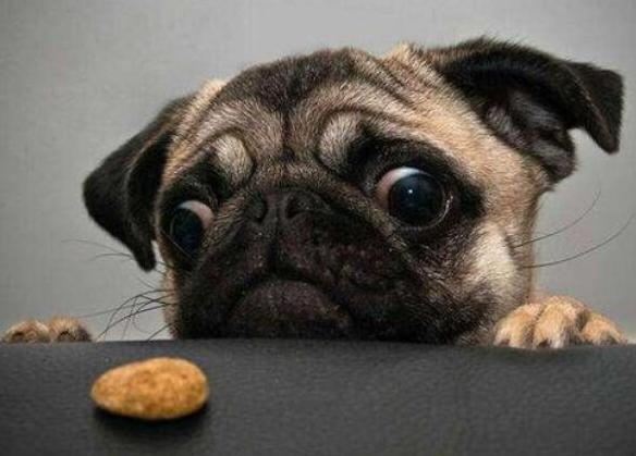 饲养巴哥犬,饲养巴哥利润