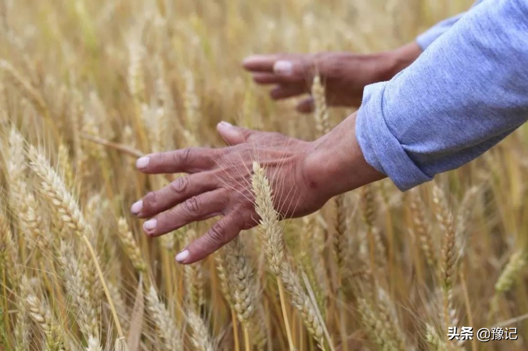 五月麦梢黄，谁家的闺女不看娘？