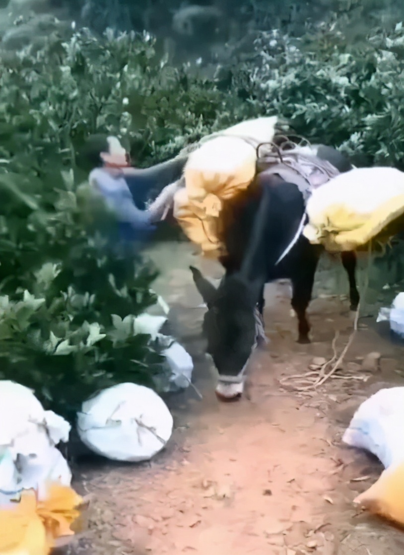 一年一爆为么什‬辰颐要把这冰颗‬糖橙出带‬大山？