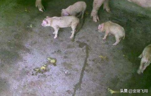 实用的治猪病偏方，花几块钱轻松搞定养猪疑难杂症