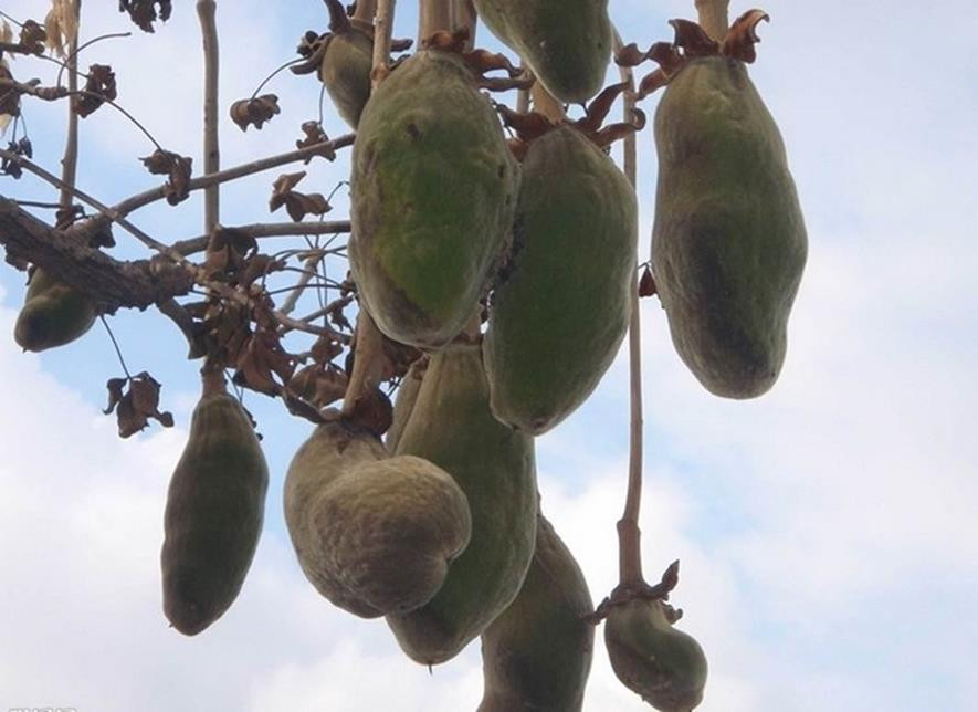 百种味道的果子,四季百种果子图片