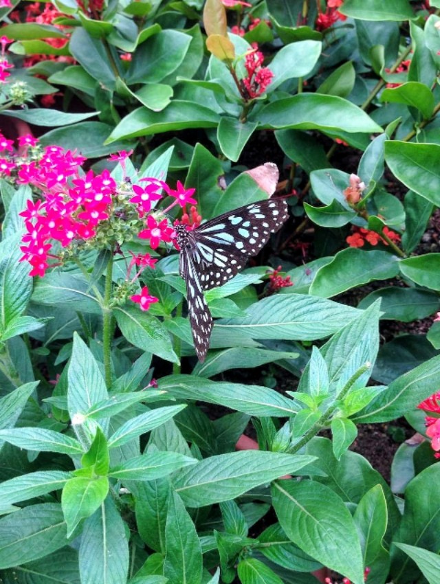 深圳周末好去处大自然,深圳青青世界好玩的景点推荐