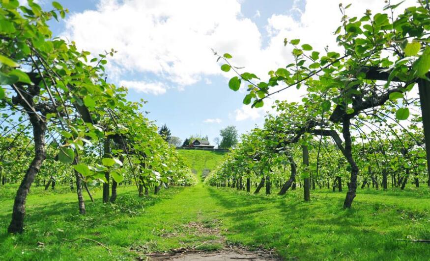 猕猴桃褐斑病防治技术视频,猕猴桃炭疽病和褐斑病的区别