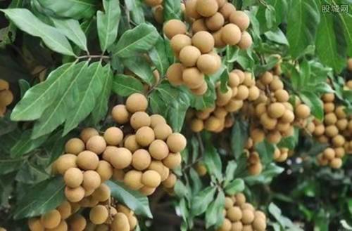 龙眼刚结果又发新芽,龙眼果蒂处发霉
