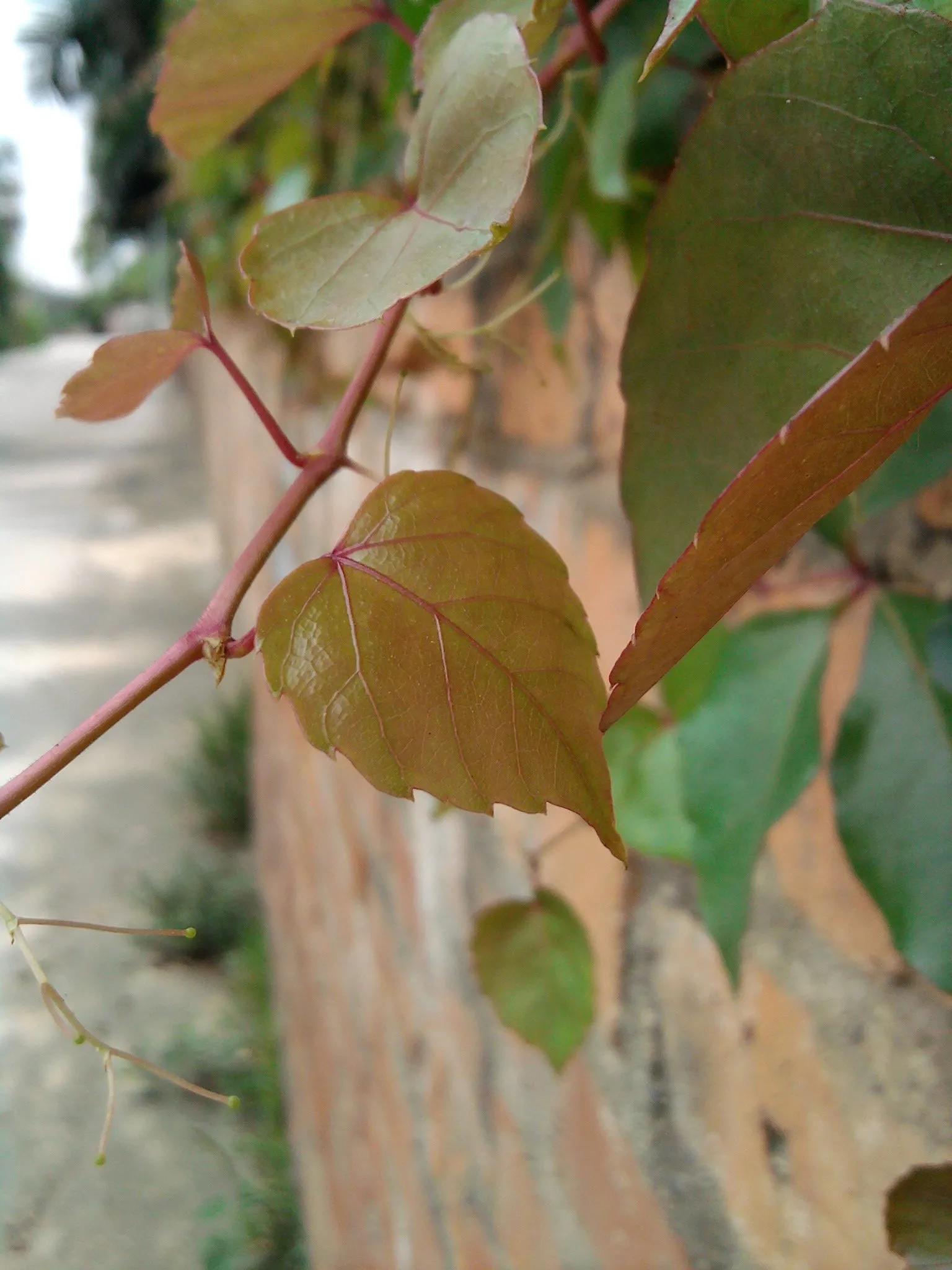 曾经特别火的拍照手机,那些年的拍照手机