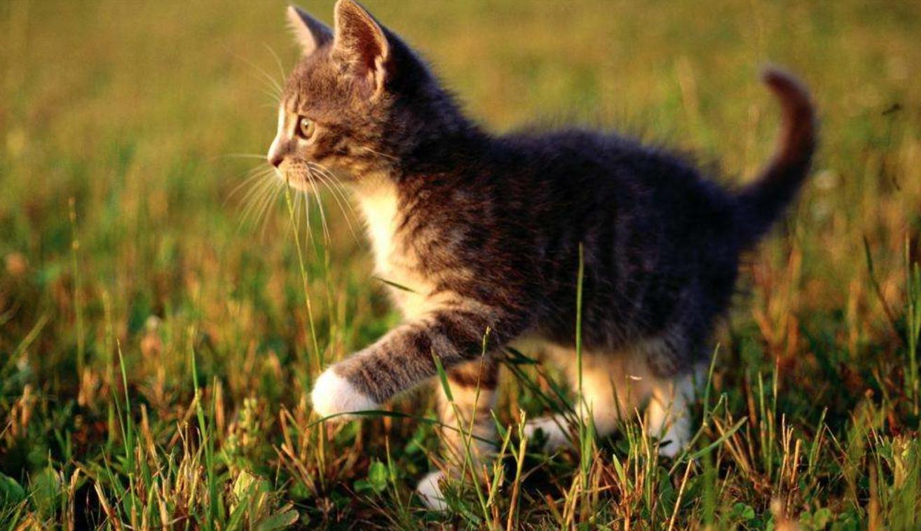 萌宠猫小知识,萌宠小知识日常