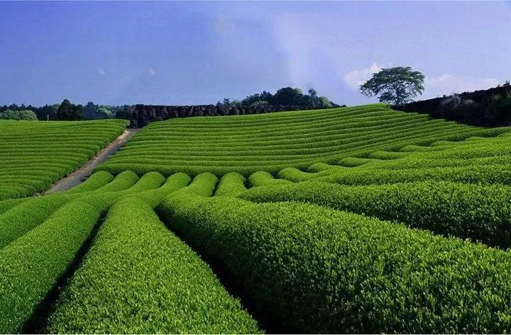 日本宇治小镇,正宗日本宇治抹茶