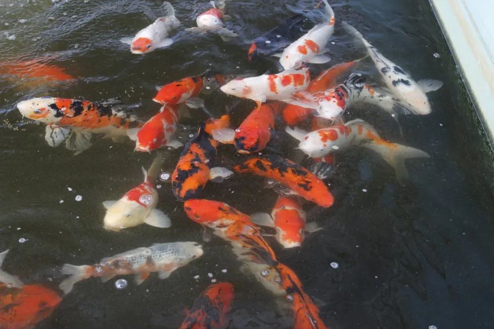 爱鲤养殖,爱鲤是什么意思