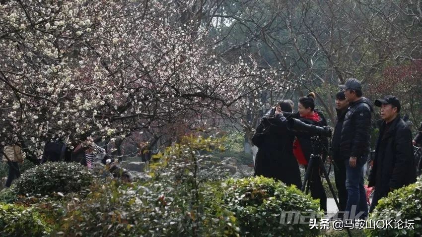 马鞍山滨江公园樱花开了吗,马鞍山雨山樱花