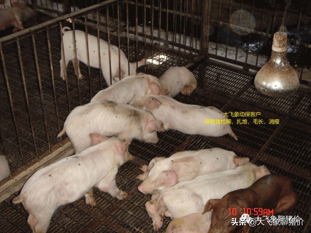 保育猪常见疾病及治疗,保育猪常见疾病和防治