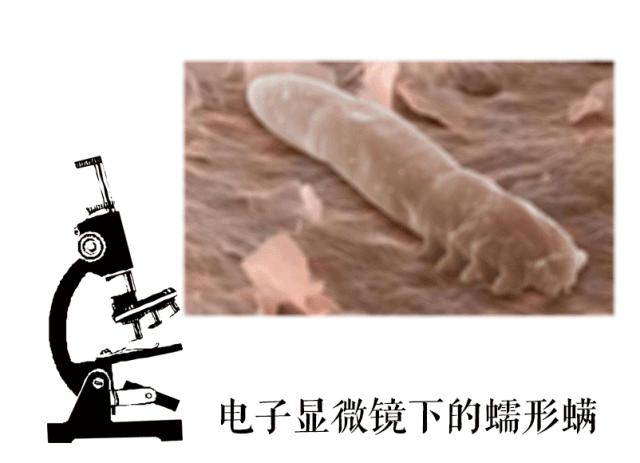 没想到吧，每晚陪你睡觉的是这个家伙！