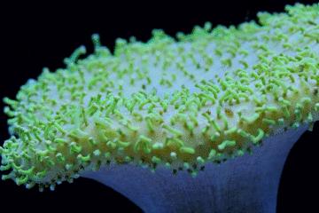 珊瑚到底有多可怕,珊瑚到底有多残忍