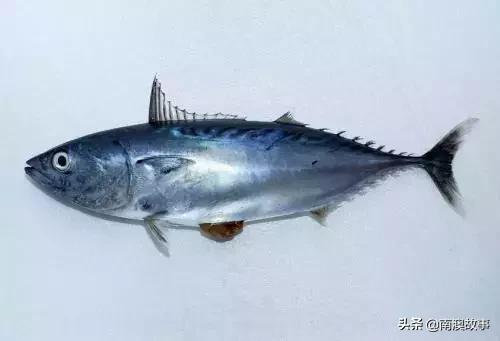 南澳渔民捕鱼视频,南澳渔民出海