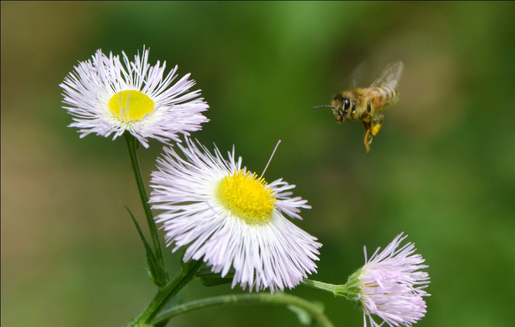 蜜蜂的美丽高清图片大全,蜜蜂高清照