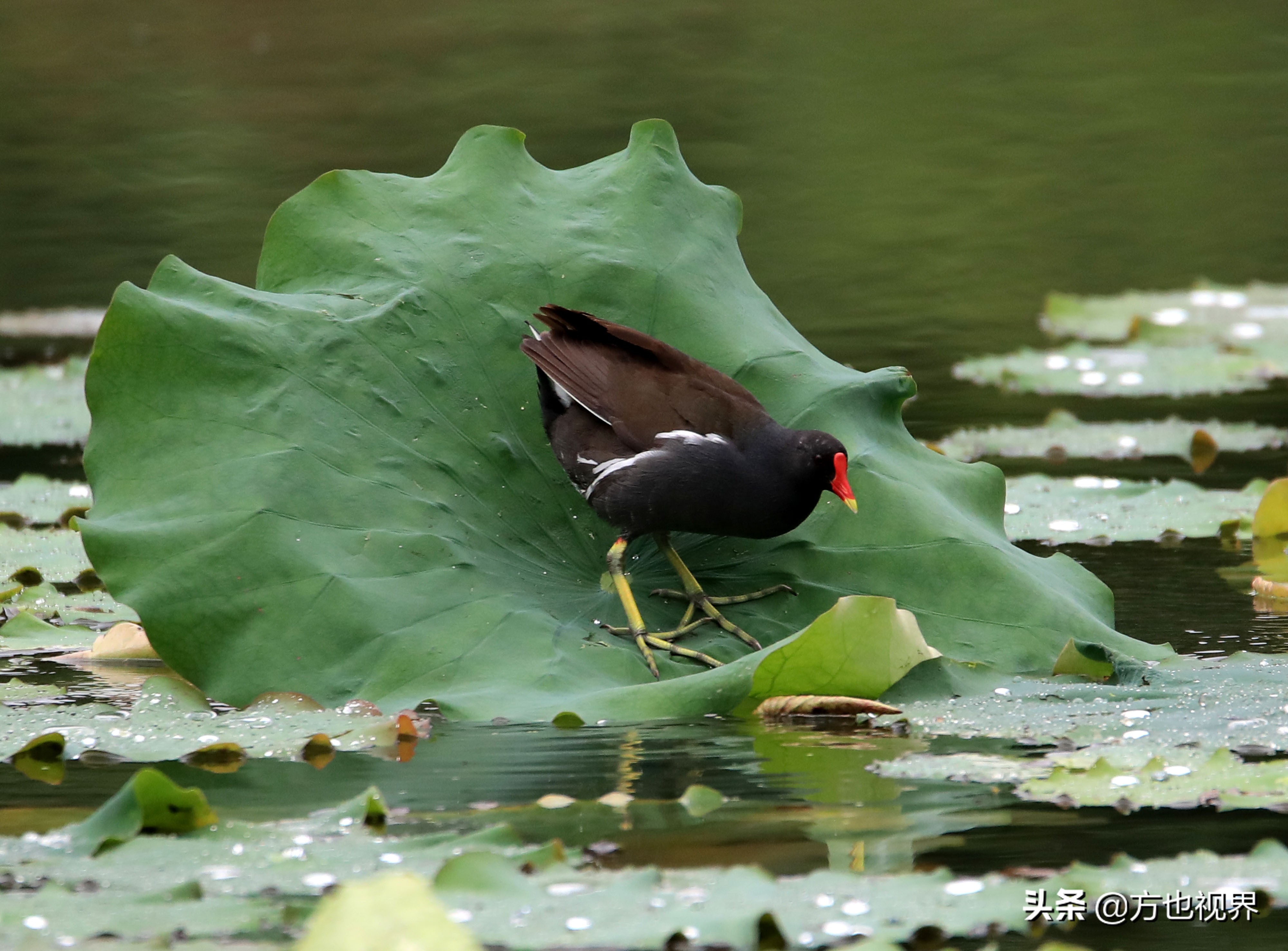 黄山盛夏荷花别样红视频,黄山夏天荷花