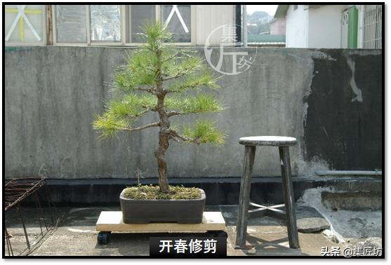 黑松盆景快速成型技术 (怎么让黑松盆景增粗变老不长高)