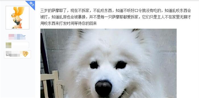 一岁的萨摩耶老是拆家怎么办,6个月的萨摩耶还能接受主人吗