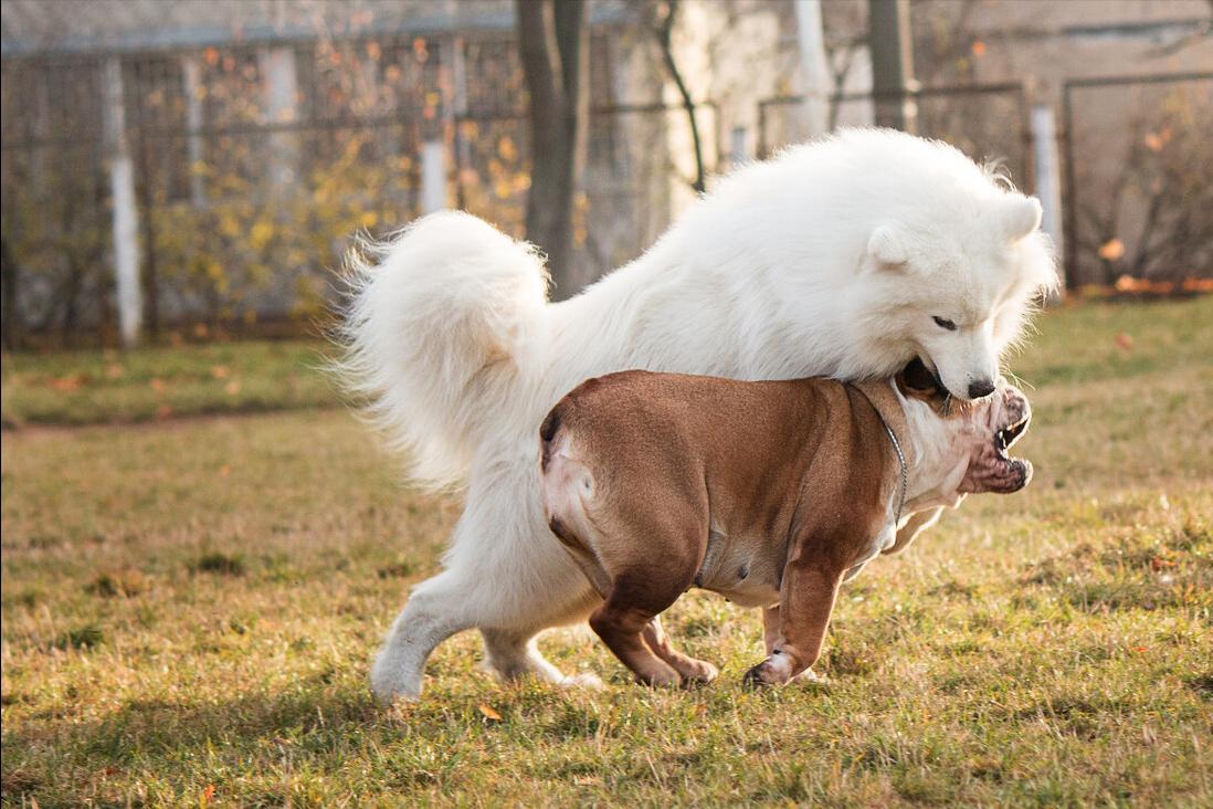 萨摩耶犬和金毛犬性格的区别,萨摩耶的七个特征