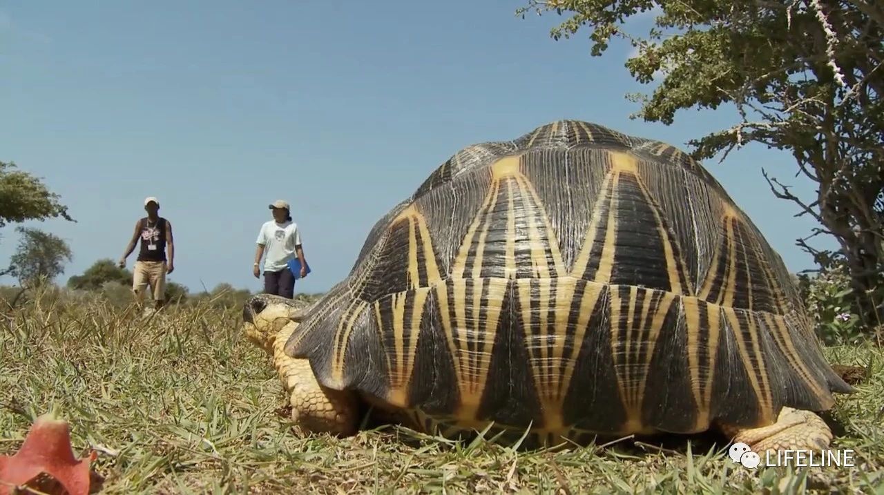 龟中“考拉”，请别让我们的孩子在博物馆见到它们...