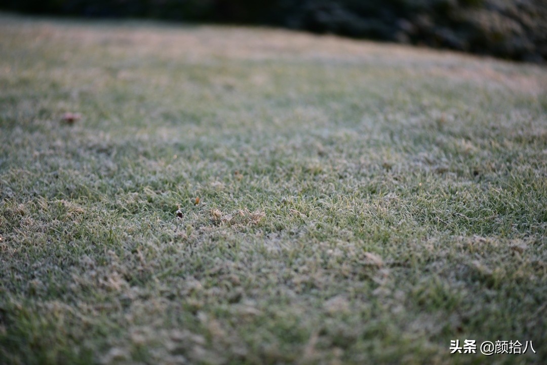 零下9度来袭，花园里的绿色是那么动人|园丁