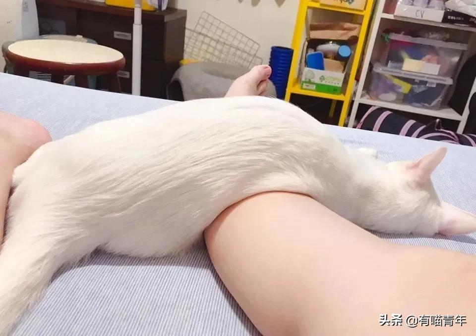 俄罗斯猫敢惹吗,俄罗斯猫有多凶猛