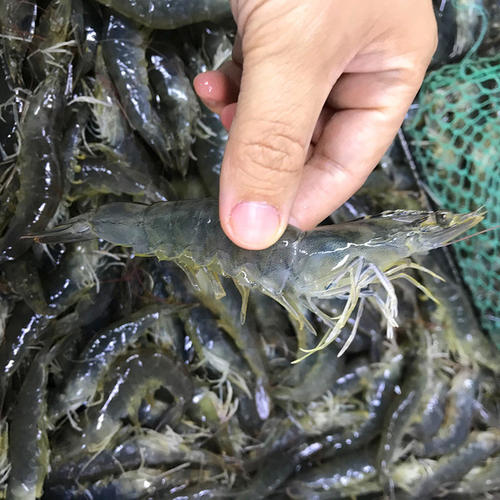 买大虾怎么挑选新鲜的,过年买虾啥时候买合适