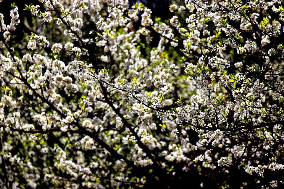 春天到了花儿开了的英语,春天到了美丽的花都开了