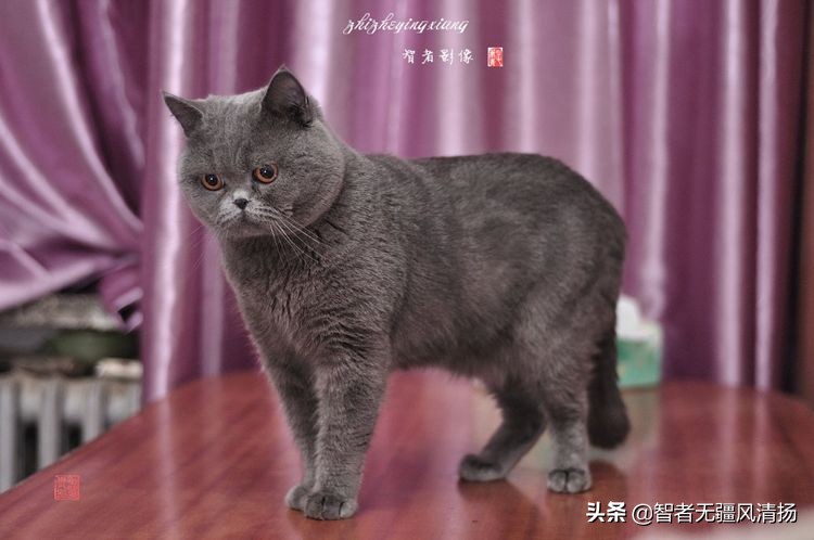 蓝猫是英国的吗,蓝猫是英国土猫吗