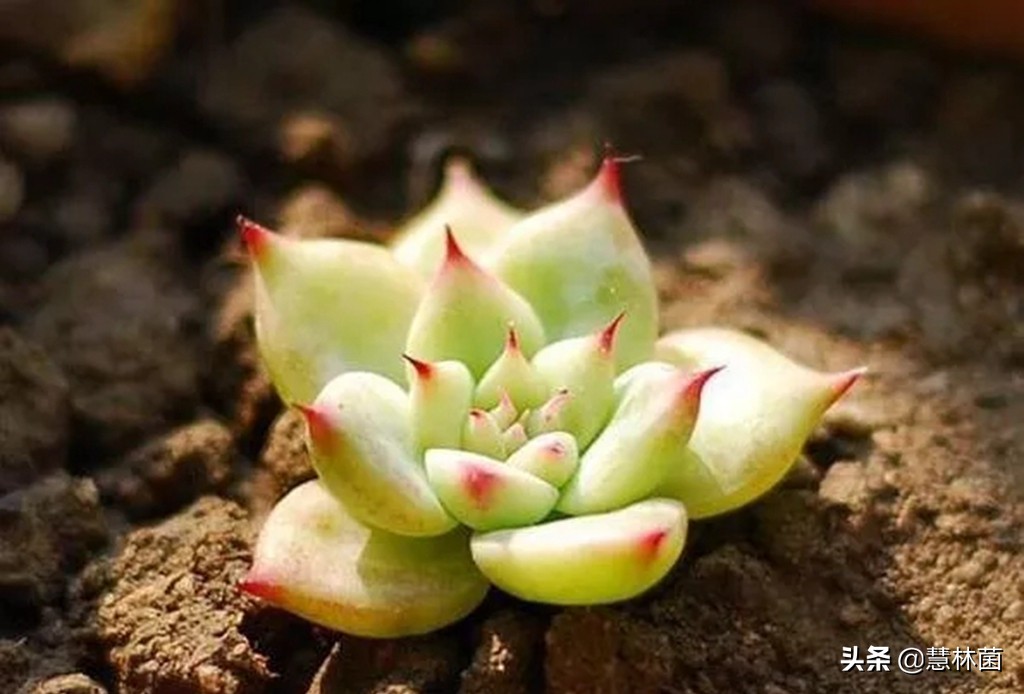 不同的多肉配不同的土，多肉配土秘籍大全