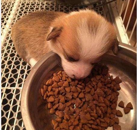 幼犬喂奶糕还是狗粮,一个月的狗狗如何喂食奶糕粮