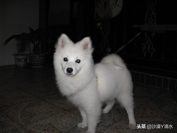 比尼熊狗狗价格,阿拉斯加狗狗价格