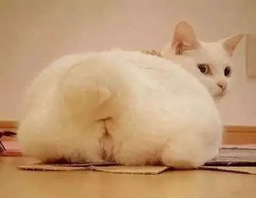 猫咪是绝育还是繁殖,猫咪发情期间能做绝育手术吗