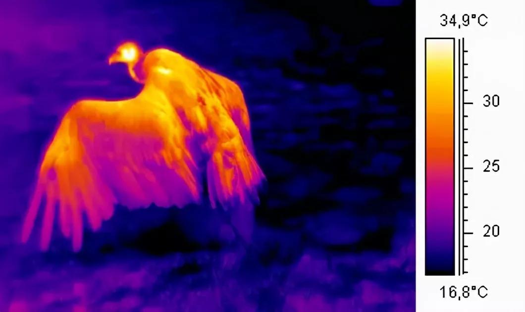 农村里的老人说，鹅的领土意识很强，能看家护院也能防蛇