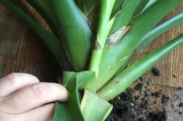 如何让鸿运当头长出新芽,鸿运当头怎么分侧芽