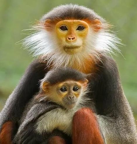 全世界总共有几种猴子,世界上最稀有的猴子是哪种猴子