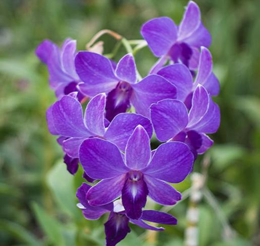 兰花开败后如何护理,兰花缺水怎么快速恢复