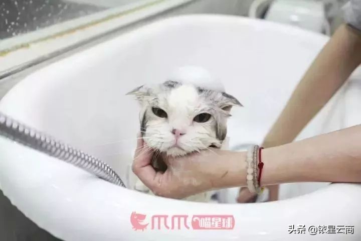 我们一起喵喵喵疯狂版,我们一起喵喵喵完整