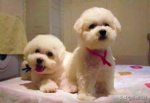 比熊又拉又吐粪便里有血怎么办呢,幼犬比熊怎么养不得病