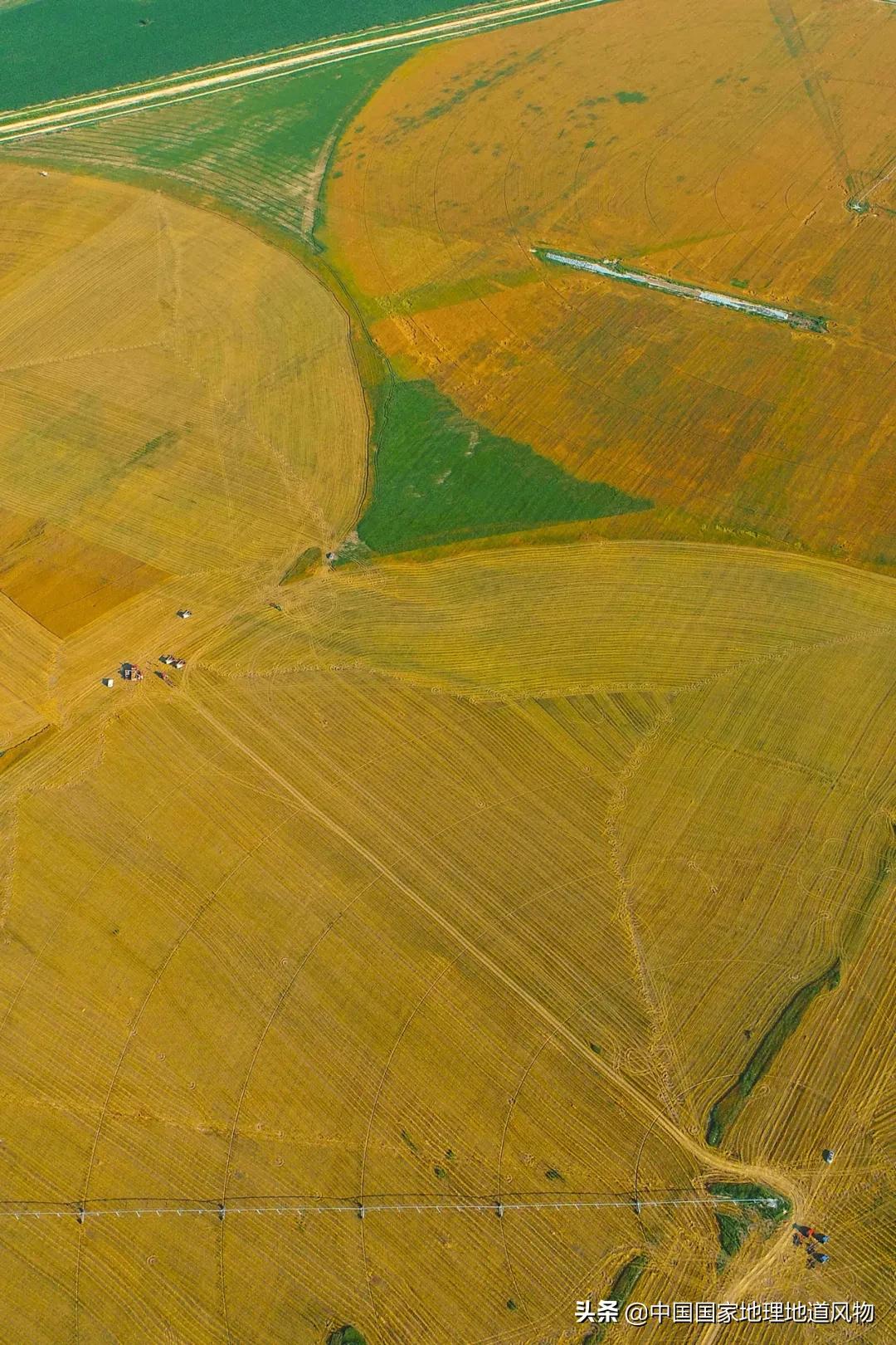 想不到！一粒小麦竟这样改变了中国